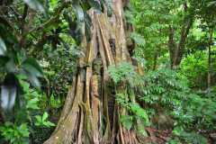 VANUATU: Ambryn