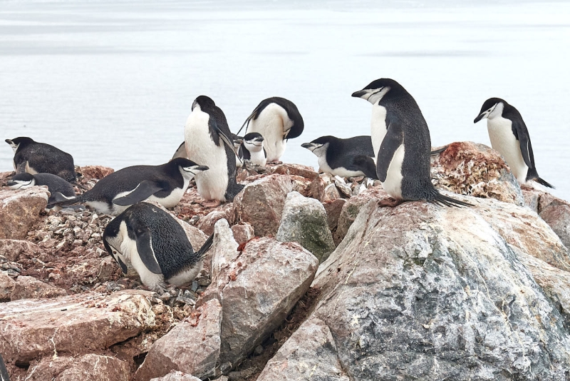 antartica_ende_014