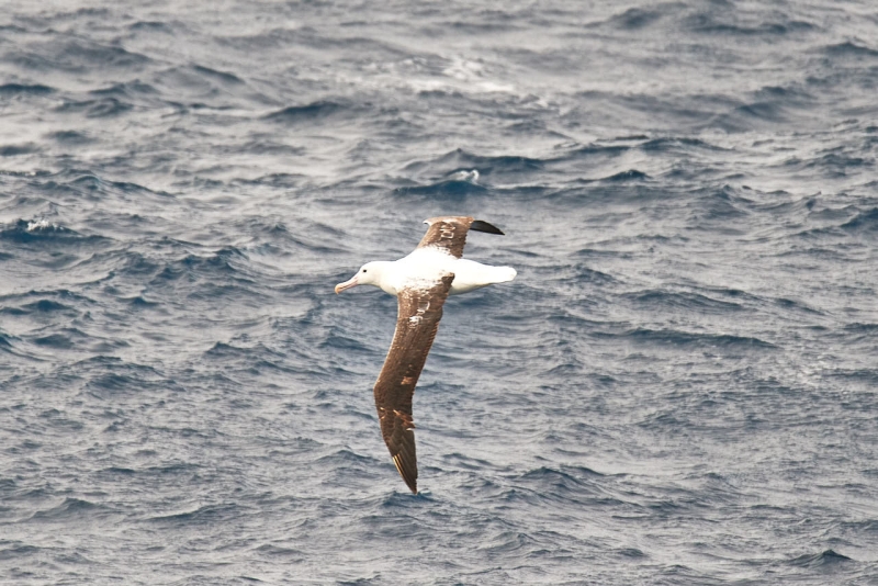 antartica_web_002