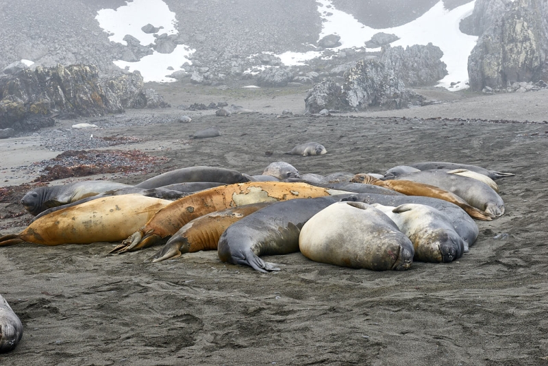 antartica_web_006