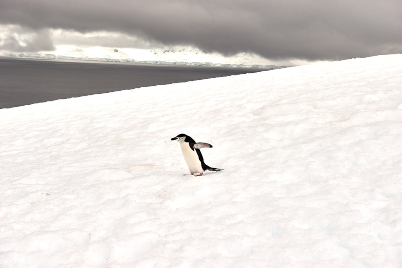 antartica_web_044