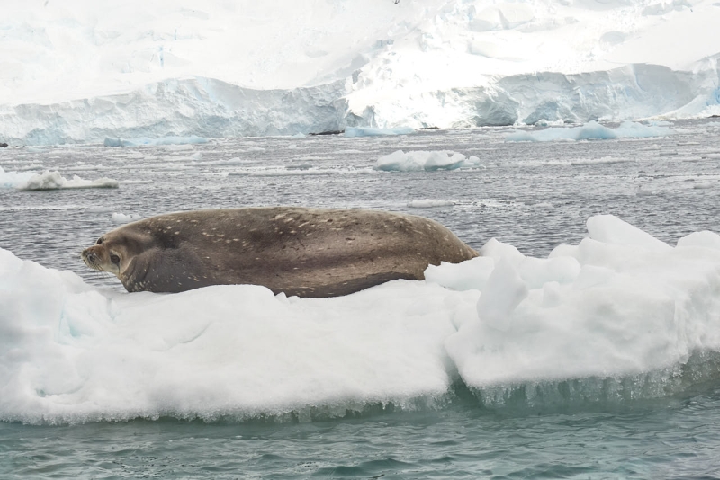 antartica_web_056