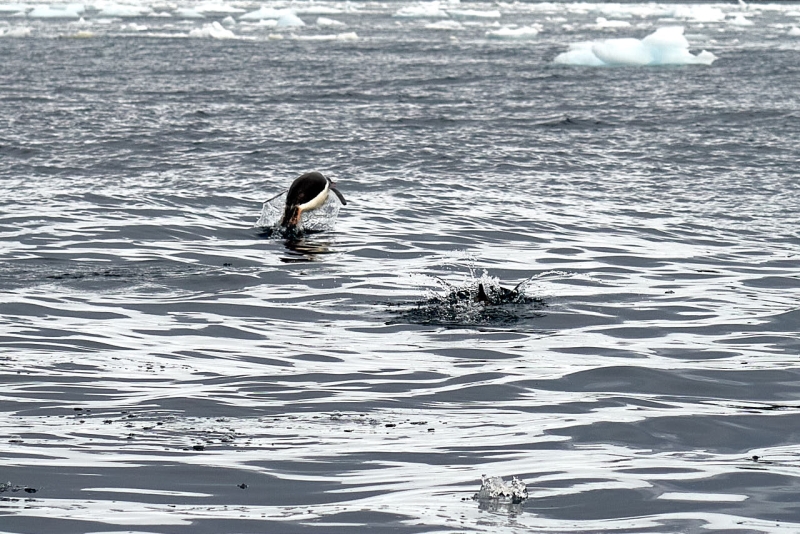 antartica_web_059