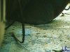 askania1984_041