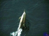 askania1984_065