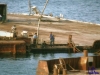 askania1984_067