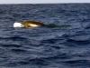 atlantic_0111
