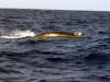 atlantic_0116