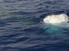 atlantic_0121