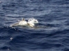 atlantic_0126