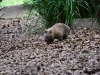 australia_australia_zoo_0001