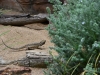 australia_australia_zoo_0011