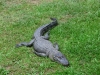 australia_australia_zoo_0016