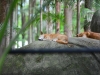 australia_australia_zoo_0021