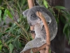 australia_australia_zoo_0031