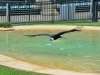 australia_australia_zoo_0051