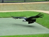 australia_australia_zoo_0056