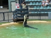 australia_australia_zoo_0091