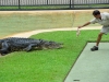 australia_australia_zoo_0096