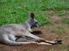 australia_australia_zoo_0111