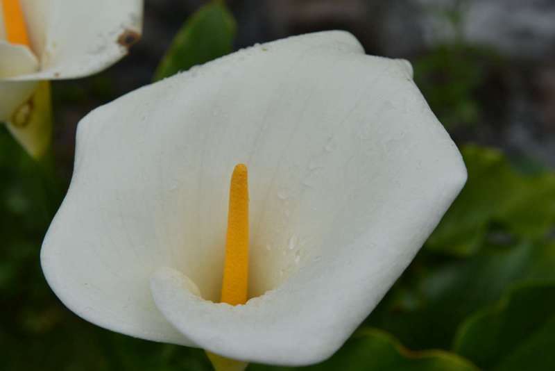 ayamonte_monchique_0036