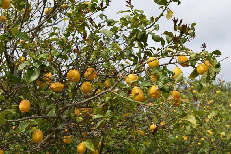 ayamonte_monchique_0056