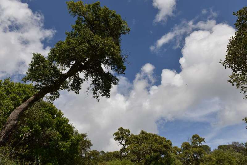 ayamonte_monchique_0076