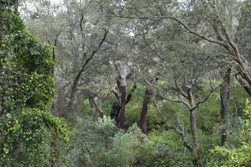 ayamonte_monchique_0086