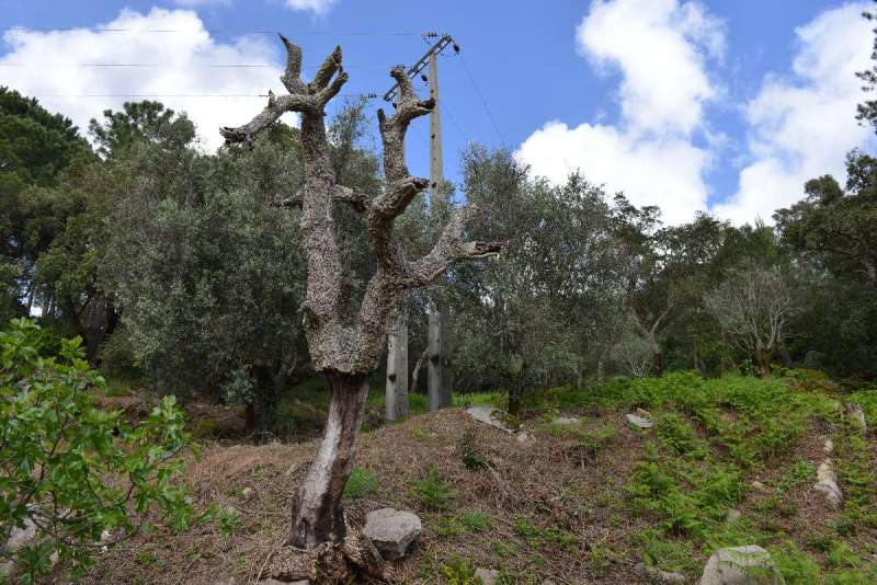 ayamonte_monchique_0096