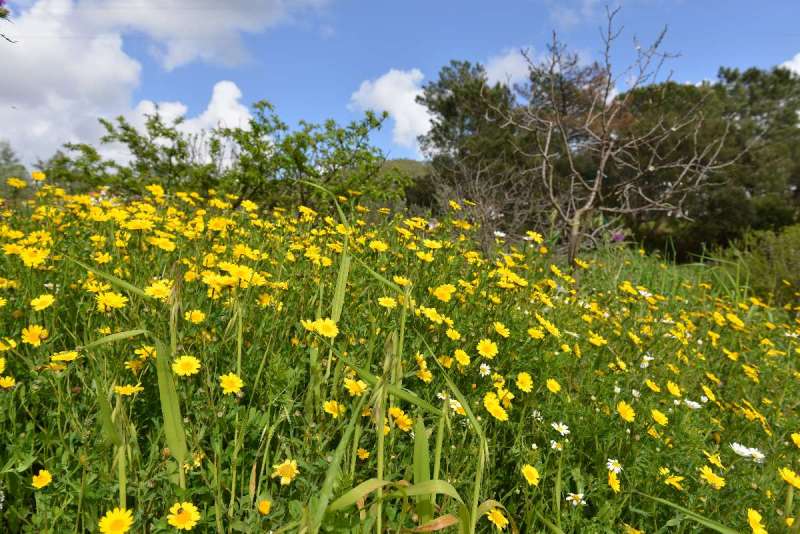 ayamonte_monchique_0101