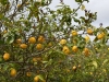 ayamonte_monchique_0056
