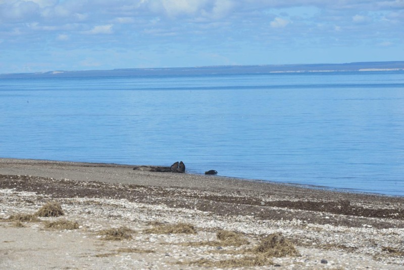 azul_bahina_blanca_punto_mejillon_051