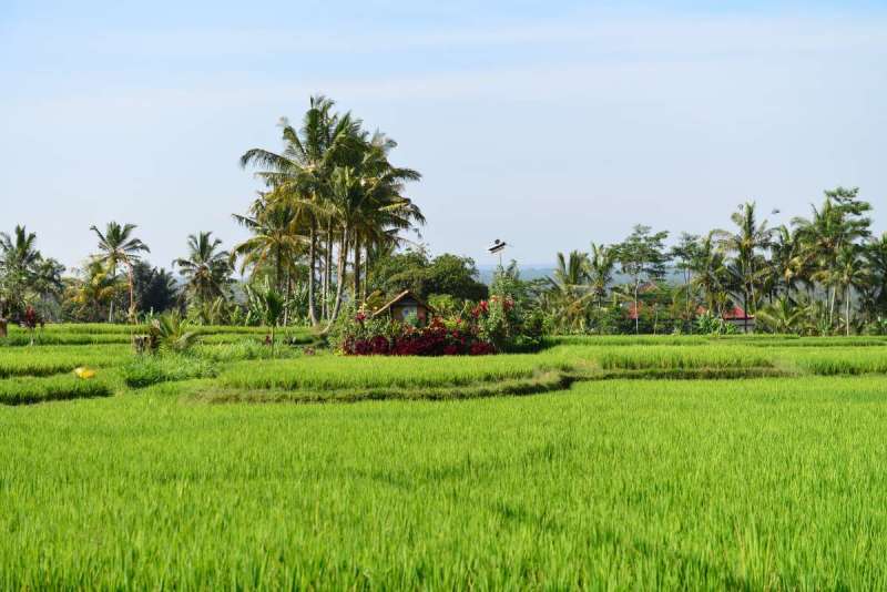 bali_0156