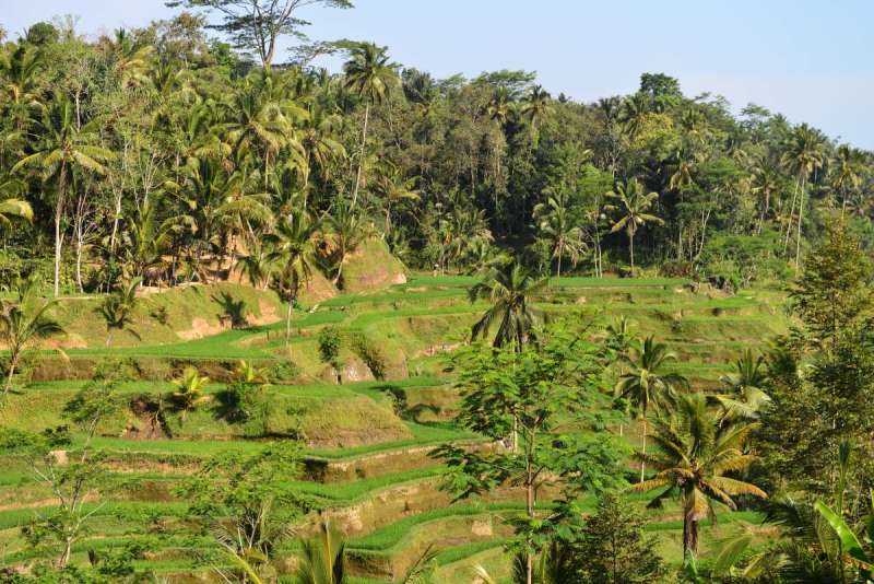 bali_0161