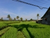 bali_0151