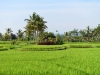 bali_0156