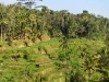 bali_0161