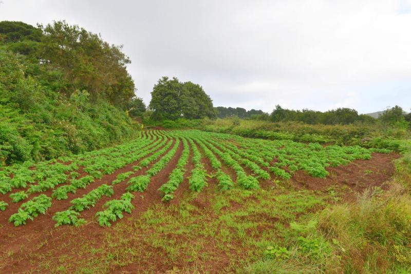 barlovento_faro_cumplida_la_fajana_012