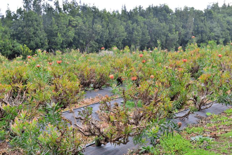 barlovento_faro_cumplida_la_fajana_013