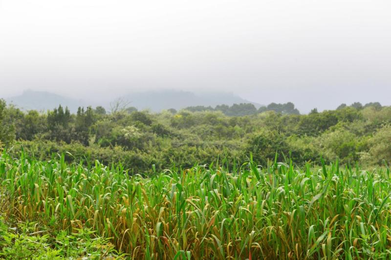 barlovento_faro_cumplida_la_fajana_018