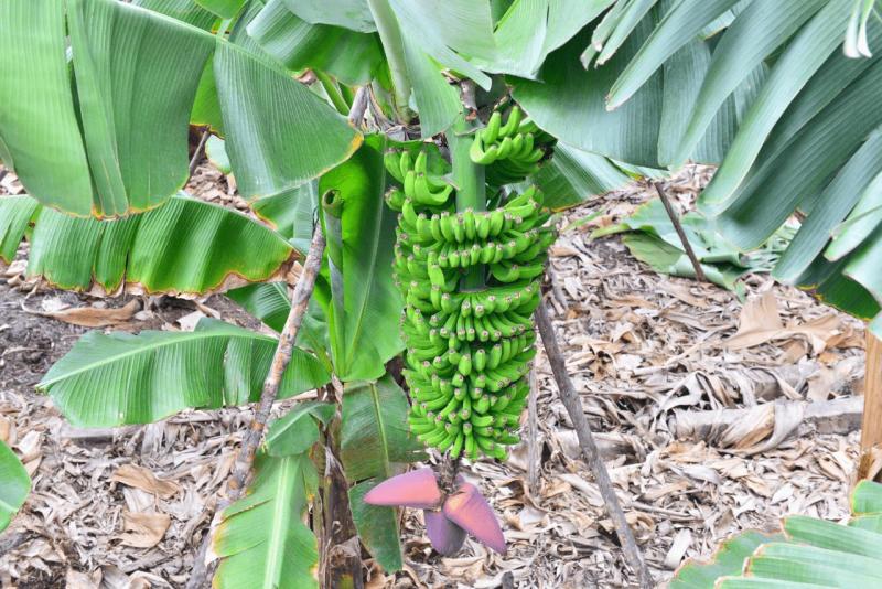 barlovento_faro_cumplida_la_fajana_027