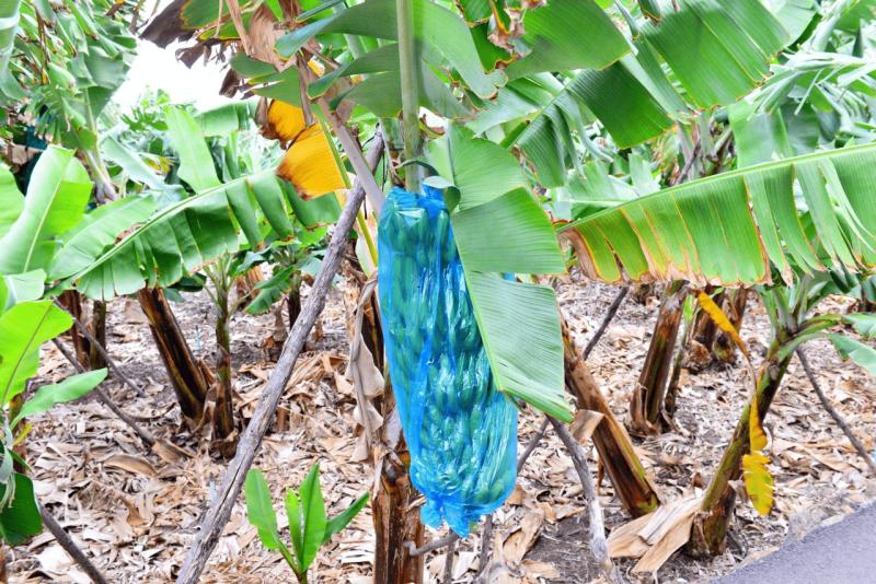 barlovento_faro_cumplida_la_fajana_028