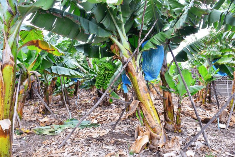 barlovento_faro_cumplida_la_fajana_029