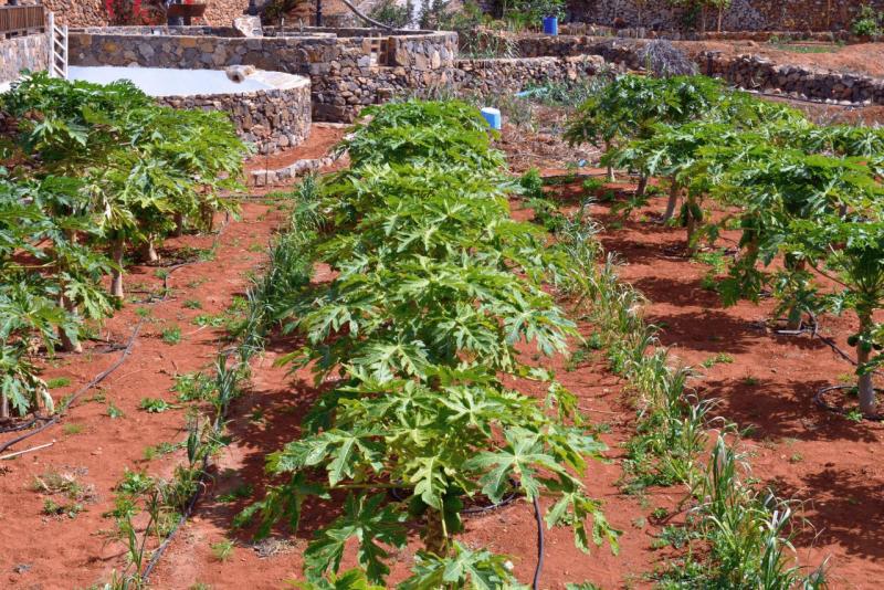 fuerteventura_betancuria_fv30_015