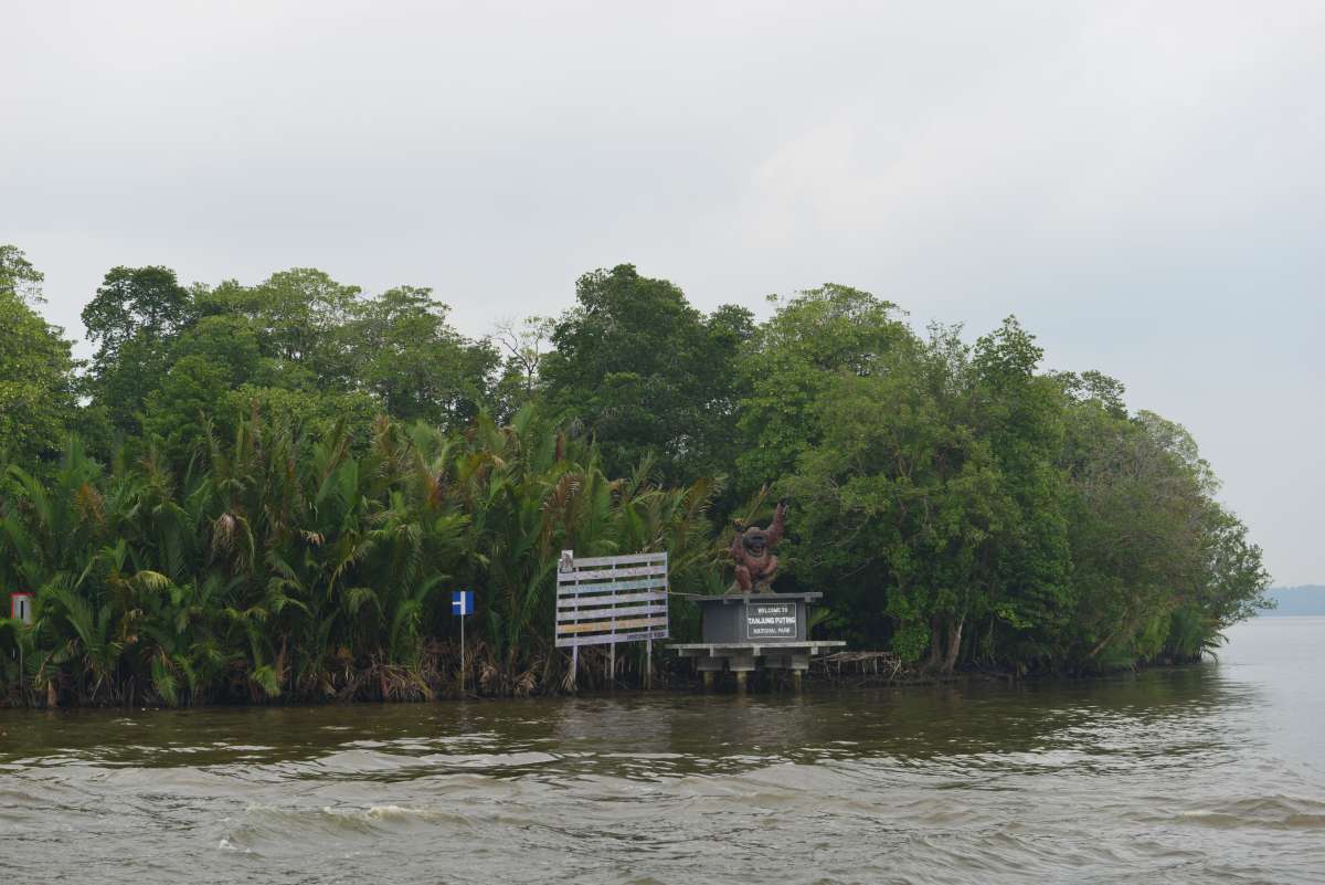 borneo_kumai_urang_utan_0001