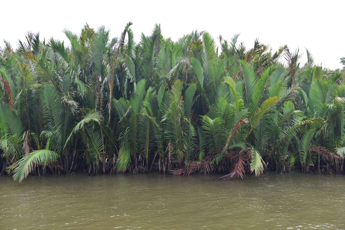 borneo_kumai_urang_utan_0006