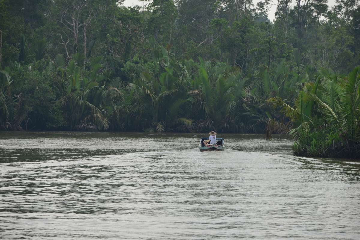 borneo_kumai_urang_utan_0011