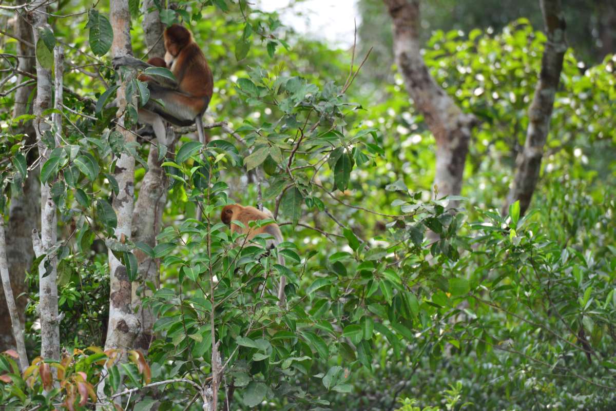 borneo_kumai_urang_utan_0046