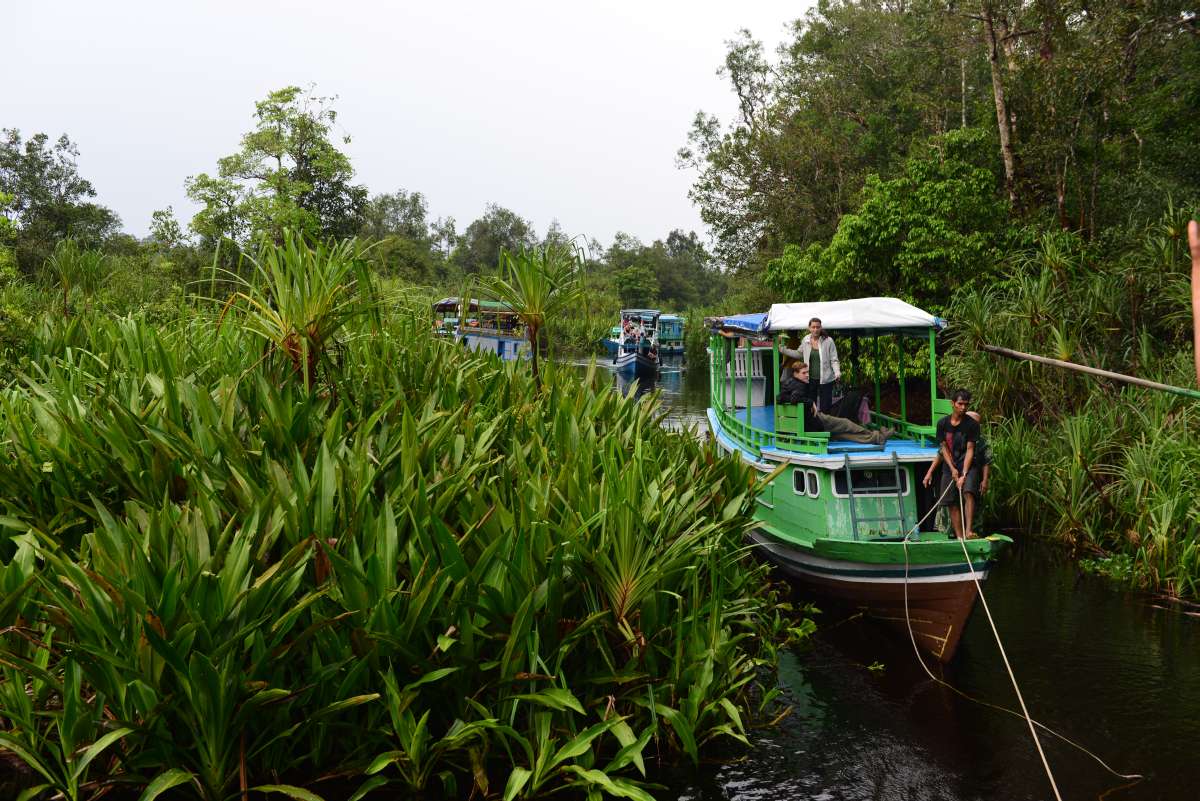 borneo_kumai_urang_utan_0076