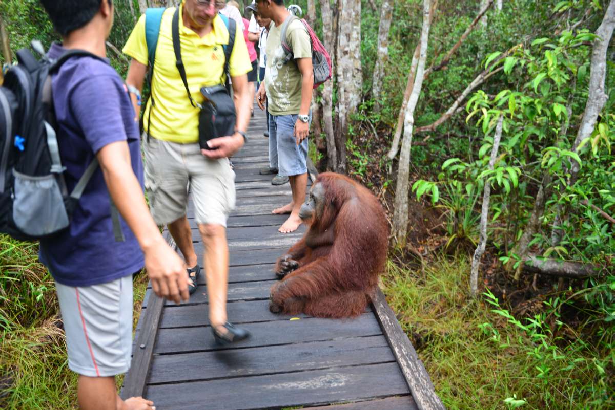borneo_kumai_urang_utan_0081
